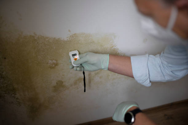 Best Commercial Mold Removal  in Northport, NY